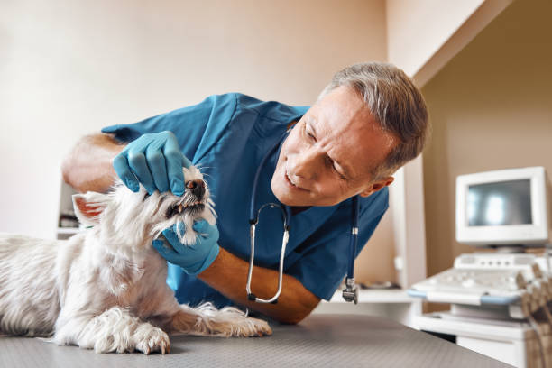 Best Emergency Treatment for Dental Infections or Abscesses in Princeton, TX